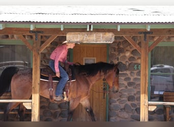 Caballo cuarto de milla, Caballo castrado, 11 años, 157 cm, Castaño-ruano