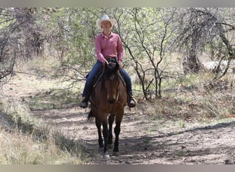 Caballo cuarto de milla, Caballo castrado, 11 años, 157 cm, Castaño-ruano