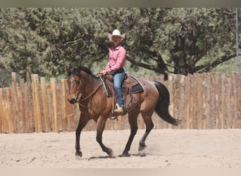 Caballo cuarto de milla, Caballo castrado, 11 años, 157 cm, Castaño-ruano