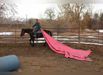 Caballo cuarto de milla, Caballo castrado, 11 años, 157 cm, Negro