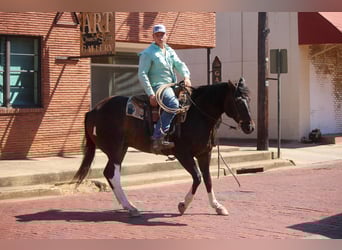 Caballo cuarto de milla, Caballo castrado, 11 años, 157 cm, Tobiano-todas las-capas