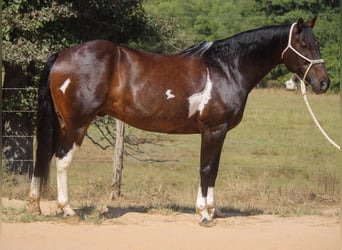 Caballo cuarto de milla, Caballo castrado, 11 años, 157 cm, Tobiano-todas las-capas