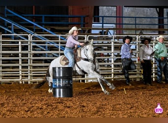 Caballo cuarto de milla, Caballo castrado, 11 años, 157 cm, Tordo