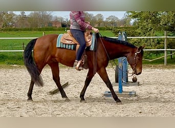 Caballo cuarto de milla, Caballo castrado, 11 años, 158 cm, Castaño oscuro