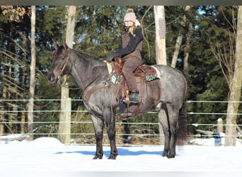 Caballo cuarto de milla, Caballo castrado, 11 años, 160 cm, Ruano azulado