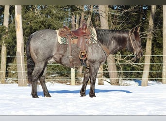 Caballo cuarto de milla, Caballo castrado, 11 años, 160 cm, Ruano azulado