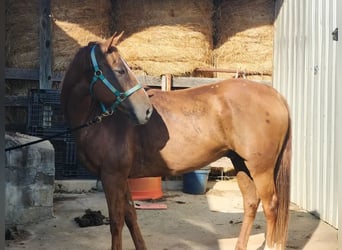 Caballo cuarto de milla Mestizo, Caballo castrado, 11 años, 163 cm, Alazán-tostado