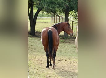 Caballo cuarto de milla, Caballo castrado, 11 años, 163 cm, Castaño rojizo
