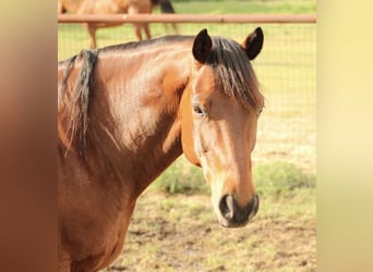 Caballo cuarto de milla, Caballo castrado, 11 años, 163 cm, Castaño rojizo