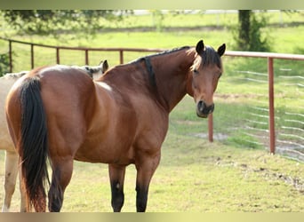 Caballo cuarto de milla, Caballo castrado, 11 años, 163 cm, Castaño rojizo