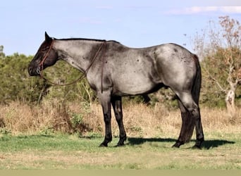 Caballo cuarto de milla, Caballo castrado, 11 años, 163 cm, Ruano azulado