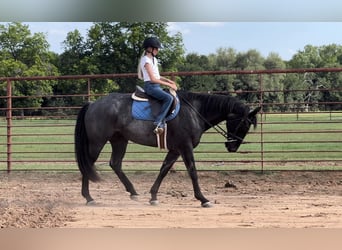 Caballo cuarto de milla, Caballo castrado, 11 años, 163 cm, Ruano azulado
