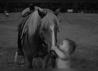 Caballo cuarto de milla, Caballo castrado, 11 años, Alazán rojizo