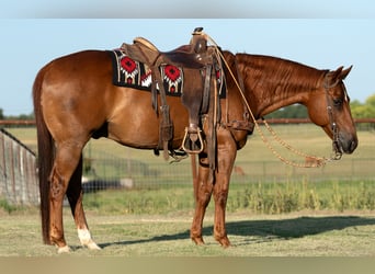 Caballo cuarto de milla, Caballo castrado, 11 años, Alazán rojizo