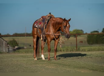 Caballo cuarto de milla, Caballo castrado, 11 años, Alazán rojizo
