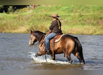 Caballo cuarto de milla, Caballo castrado, 11 años, Buckskin/Bayo