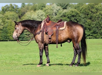 Caballo cuarto de milla, Caballo castrado, 11 años, Buckskin/Bayo