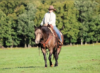 Caballo cuarto de milla, Caballo castrado, 11 años, Buckskin/Bayo