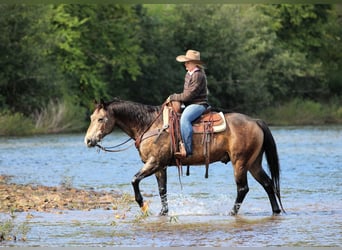 Caballo cuarto de milla, Caballo castrado, 11 años, Buckskin/Bayo