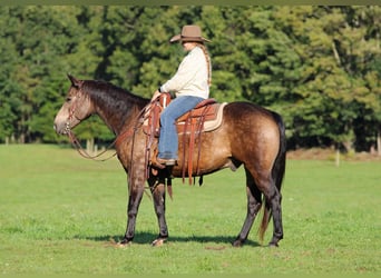 Caballo cuarto de milla, Caballo castrado, 11 años, Buckskin/Bayo
