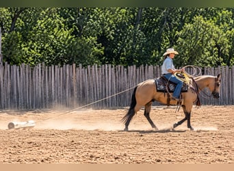 Caballo cuarto de milla, Caballo castrado, 11 años, Buckskin/Bayo