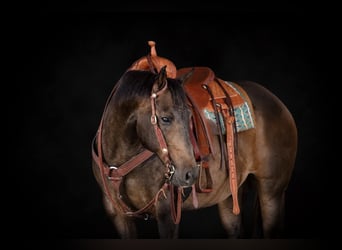 Caballo cuarto de milla, Caballo castrado, 11 años, Castaño rojizo