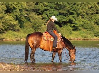 Caballo cuarto de milla, Caballo castrado, 11 años, Castaño rojizo
