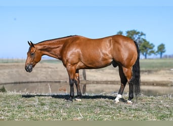 Caballo cuarto de milla, Caballo castrado, 11 años, Castaño rojizo