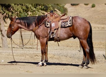 Caballo cuarto de milla, Caballo castrado, 11 años, Castaño-ruano