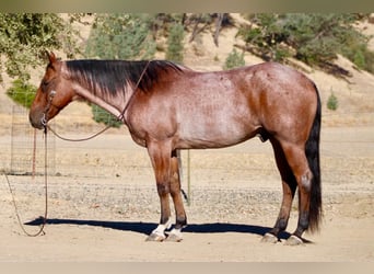 Caballo cuarto de milla, Caballo castrado, 11 años, Castaño-ruano