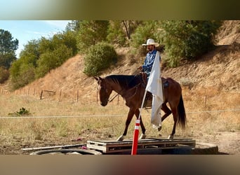 Caballo cuarto de milla, Caballo castrado, 11 años, Castaño-ruano