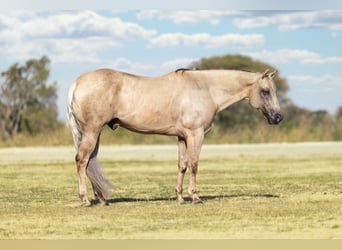 Caballo cuarto de milla, Caballo castrado, 11 años, Palomino