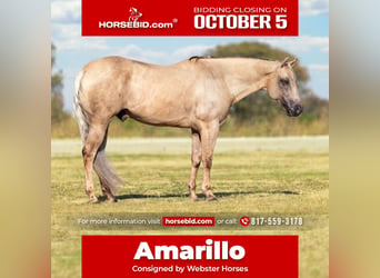 Caballo cuarto de milla, Caballo castrado, 11 años, Palomino