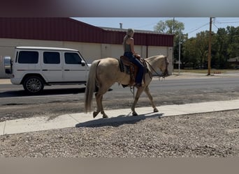 Caballo cuarto de milla, Caballo castrado, 11 años, Palomino