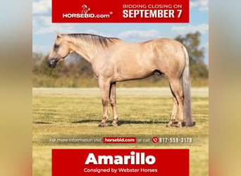 Caballo cuarto de milla, Caballo castrado, 11 años, Palomino