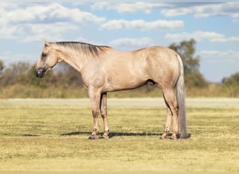 Caballo cuarto de milla, Caballo castrado, 11 años, Palomino