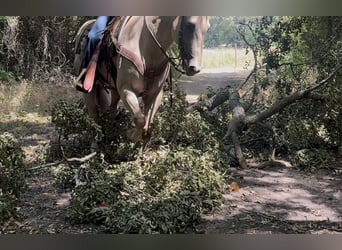 Caballo cuarto de milla, Caballo castrado, 11 años, Palomino