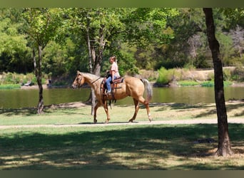 Caballo cuarto de milla, Caballo castrado, 11 años, Palomino