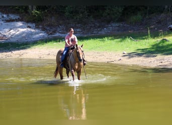 Caballo cuarto de milla, Caballo castrado, 11 años, Palomino