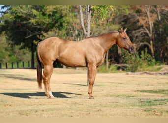 Caballo cuarto de milla, Caballo castrado, 11 años, Palomino