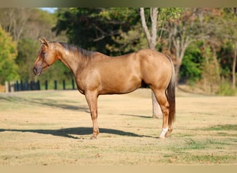 Caballo cuarto de milla, Caballo castrado, 11 años, Palomino