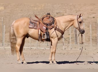 Caballo cuarto de milla, Caballo castrado, 11 años, Palomino