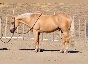 Caballo cuarto de milla, Caballo castrado, 11 años, Palomino
