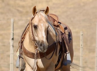 Caballo cuarto de milla, Caballo castrado, 11 años, Palomino