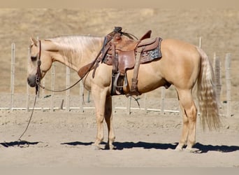 Caballo cuarto de milla, Caballo castrado, 11 años, Palomino