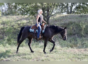 Caballo cuarto de milla, Caballo castrado, 11 años, Ruano azulado