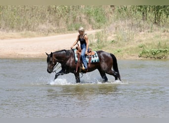 Caballo cuarto de milla, Caballo castrado, 11 años, Ruano azulado