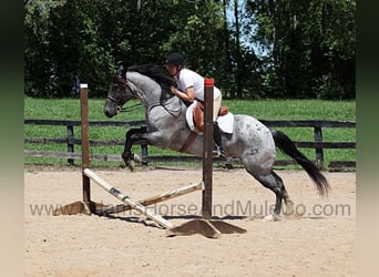 Caballo cuarto de milla, Caballo castrado, 11 años, Ruano azulado