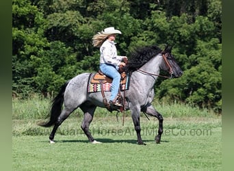 Caballo cuarto de milla, Caballo castrado, 11 años, Ruano azulado