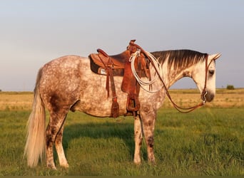 Caballo cuarto de milla, Caballo castrado, 11 años, Tordo